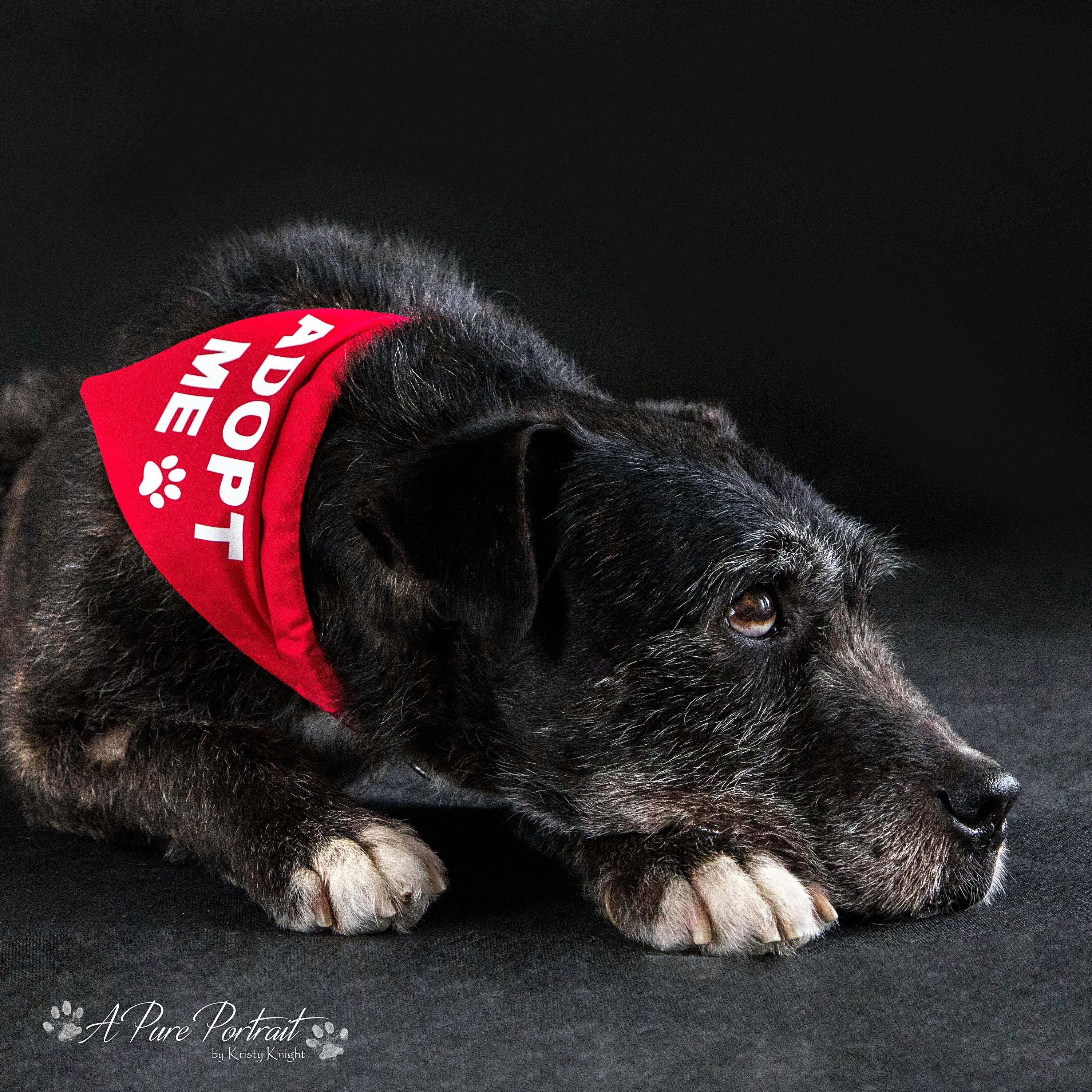 Adopt Me Bandana for Foster Dogs Puppies Rescue Dogs, Promote Adoption, Rescue - My Crafty Dog