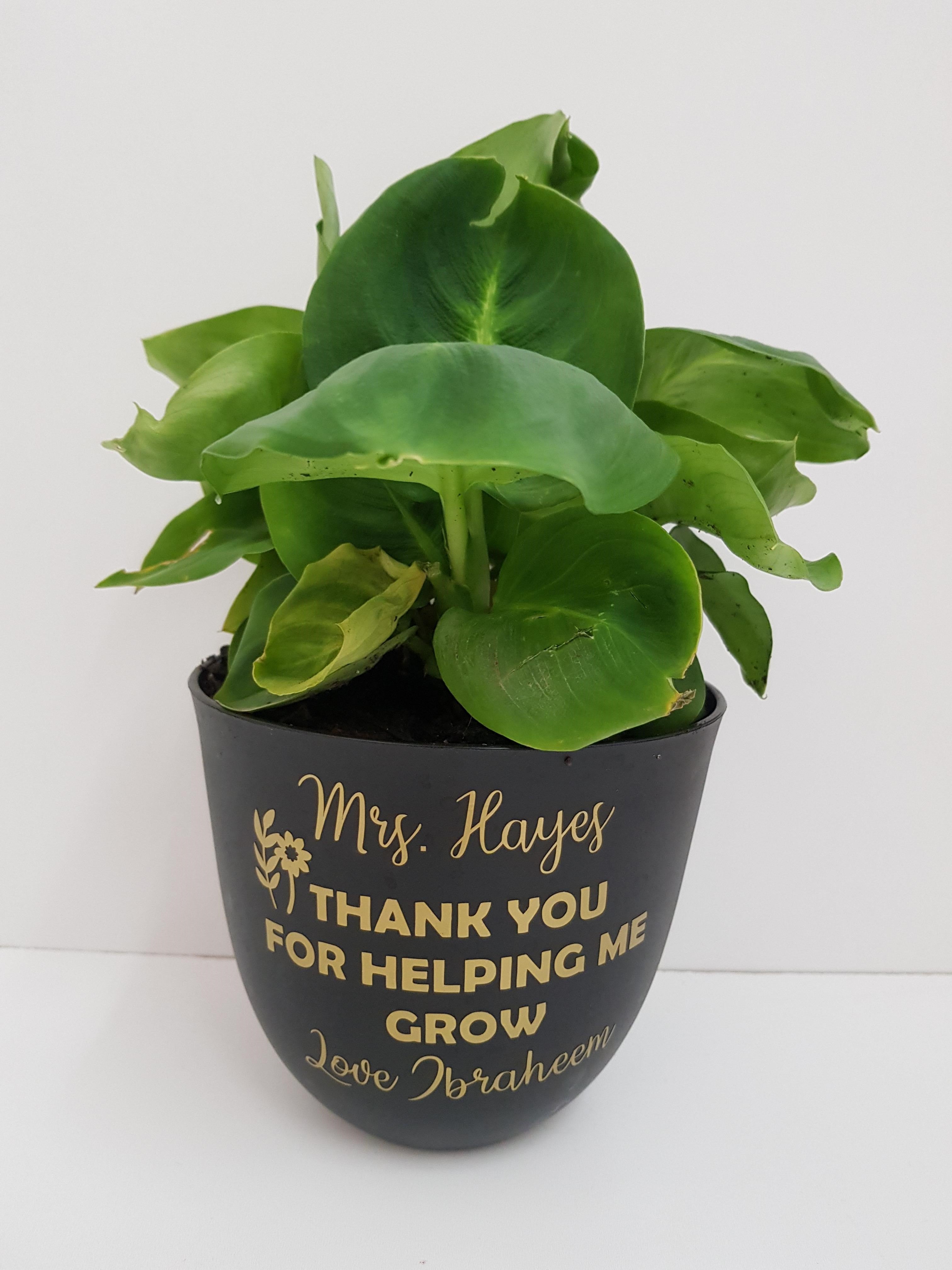 Thank You For Helping Me Grow Vinyl Sticker for Teachers - My Crafty Dog