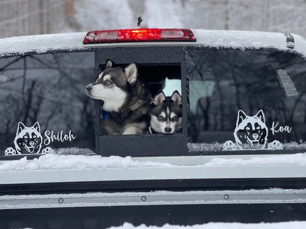 Husky Peeking dog Car Sticker