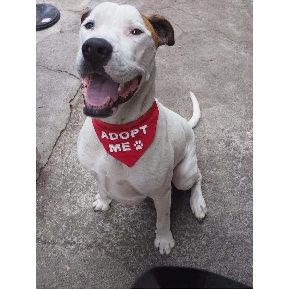 Adopt Me Bandana for Foster Dogs Puppies Rescue Dogs, Promote